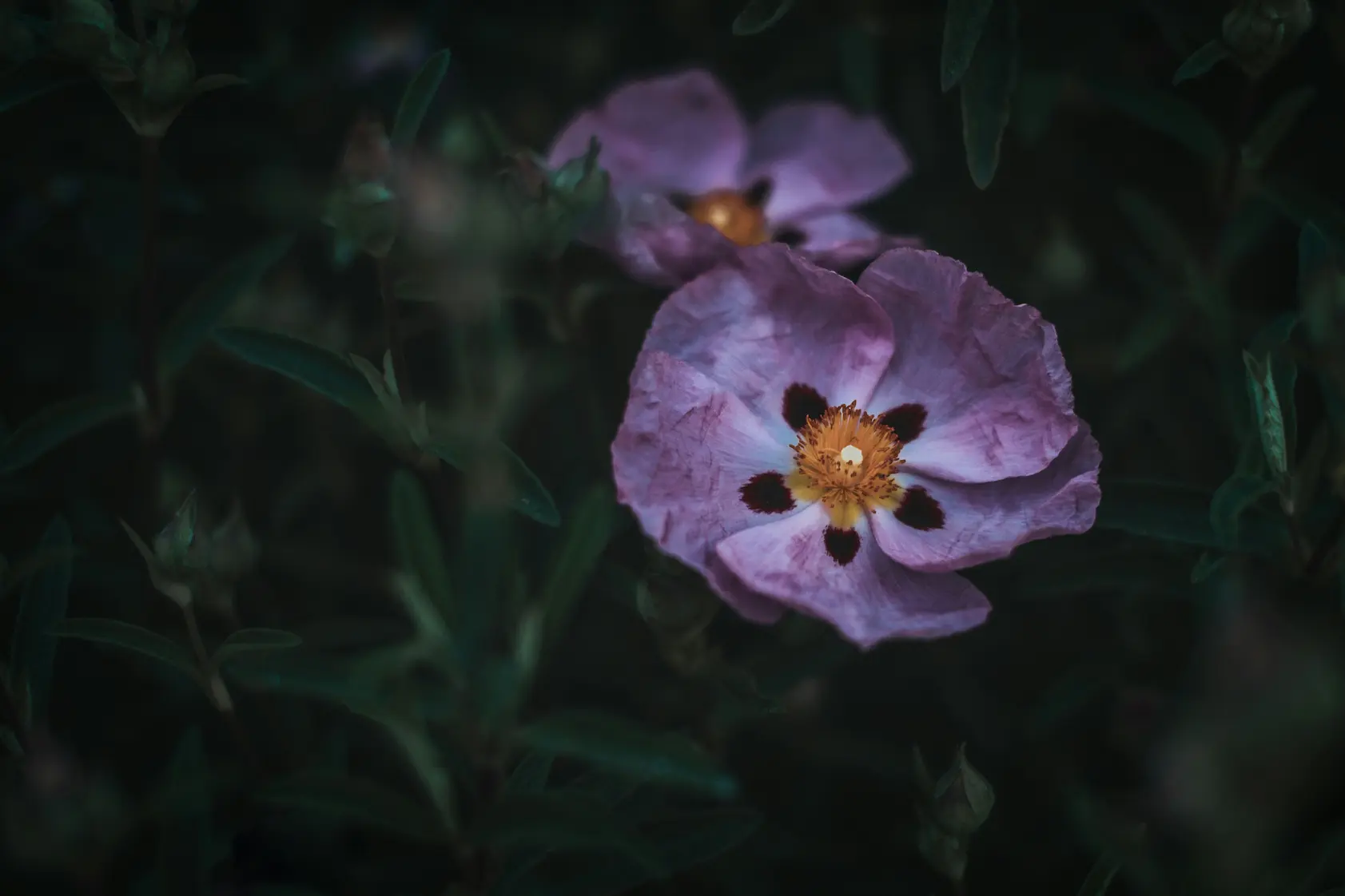 Cistus