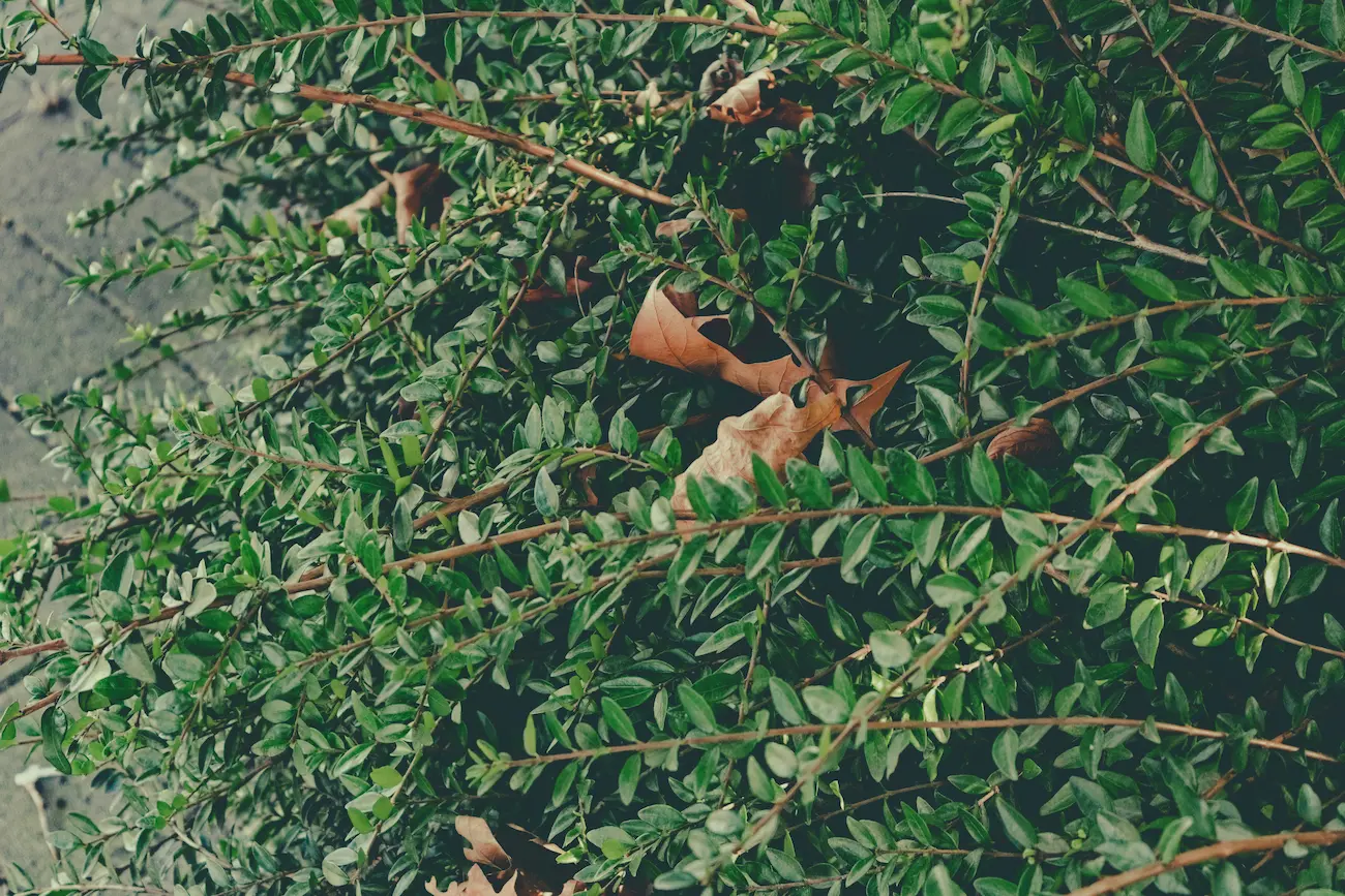 Onycha